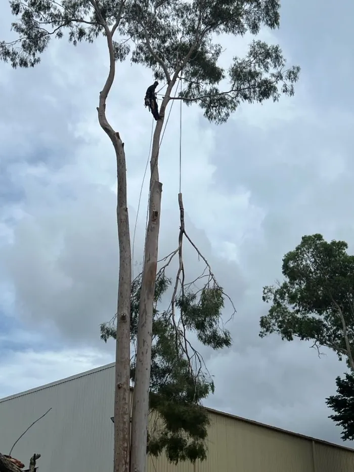 Reel ad example: arborist climbing a tree on a removal job